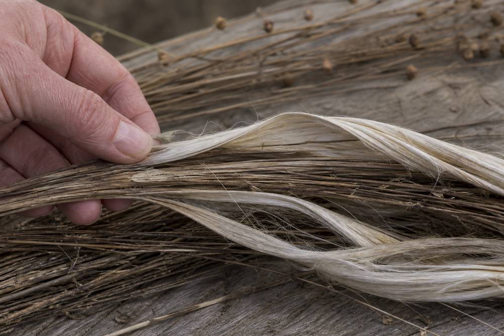 Dew-retted flax stems opening to reveal pale bast fibres