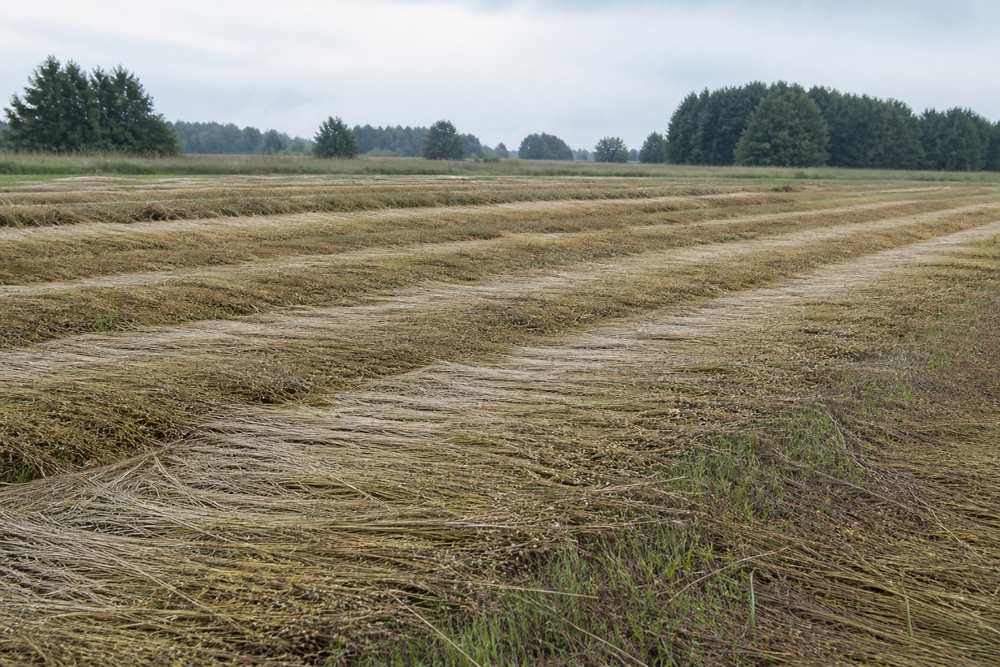 Flax stems spread across a field for dew retting