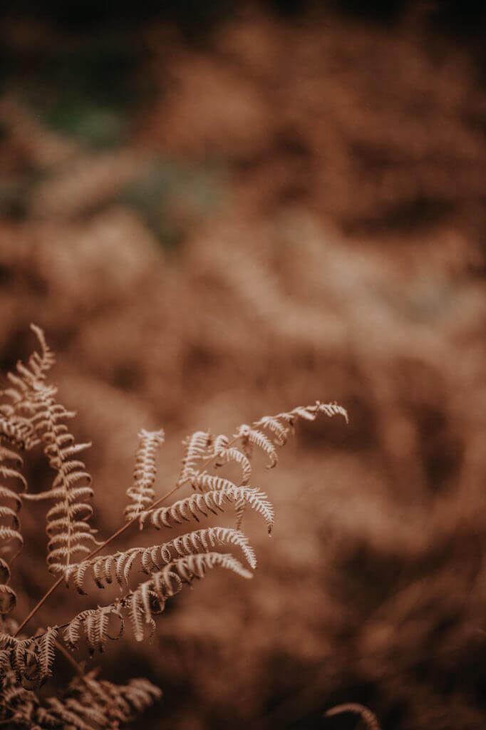 brown-interior-decorating-fall