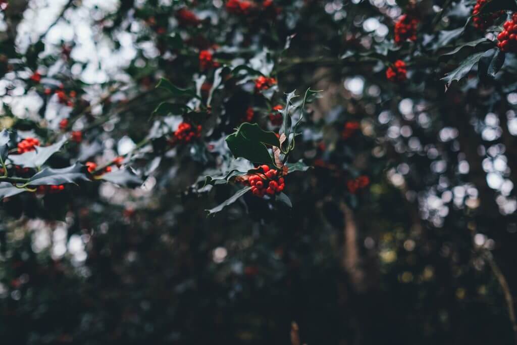 Christmas Traditions - Holly Christmas Traditions - Holly