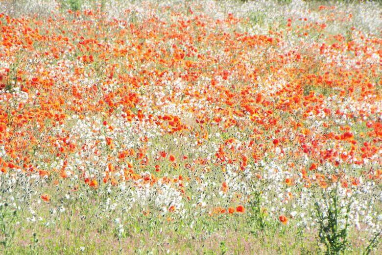 wildflower sustainability - Earth Day wildflower sustainability - Earth Day