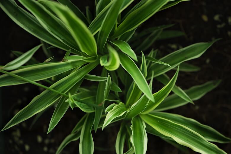 spider plant bathroom decoration spider plant bathroom decoration