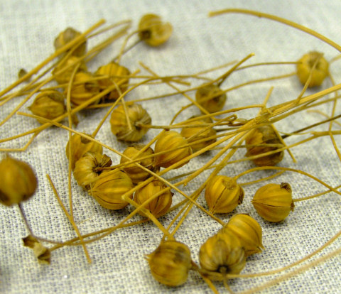 Flax seeds representing the first stage of linen production