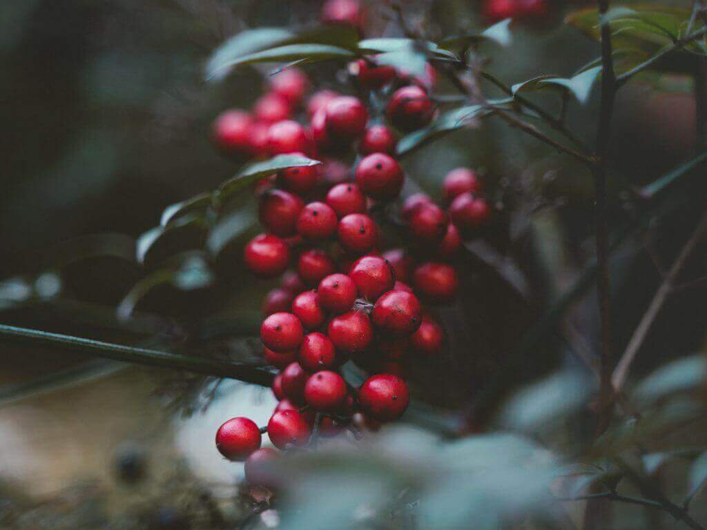 berry colours autumn linen
