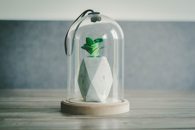 succulents - rented home decoration succulents - rented home decoration