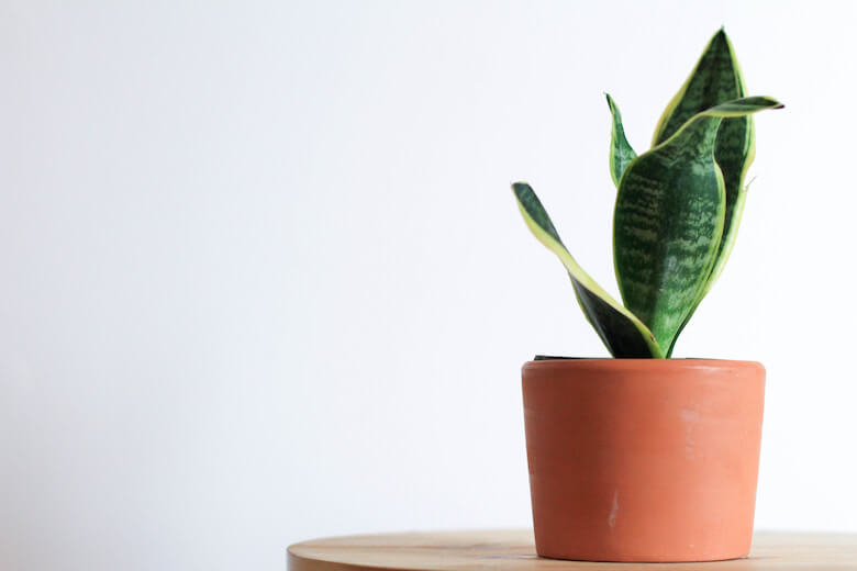 snake plant indoor bathroom