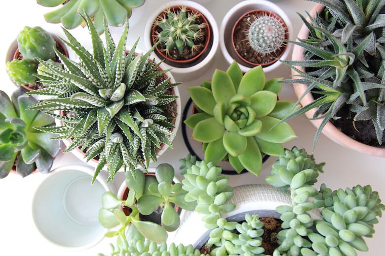 succulents indoor bathroom